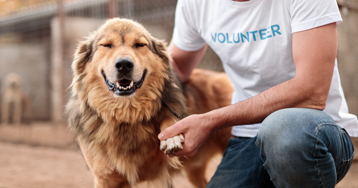 Bezdomne zwierzęta a schroniska: analiza skali zjawiska w Polsce